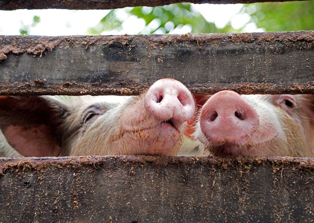#9 (highest): Pig meat